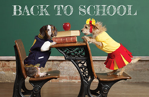 Susie's Back To School Post Card
