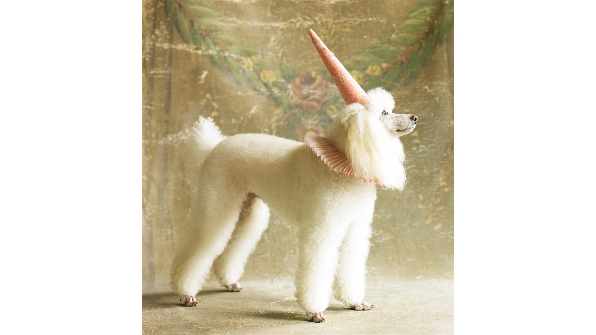 Client: Hooray For The Underdog! Client: Hooray For The Underdog!